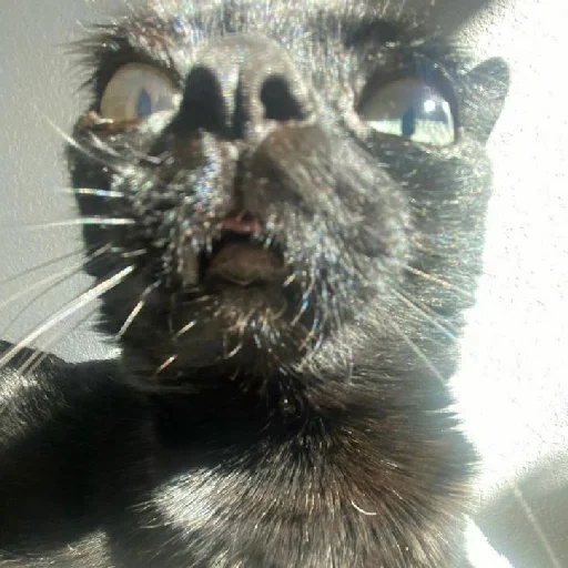 animal mammal whiskers