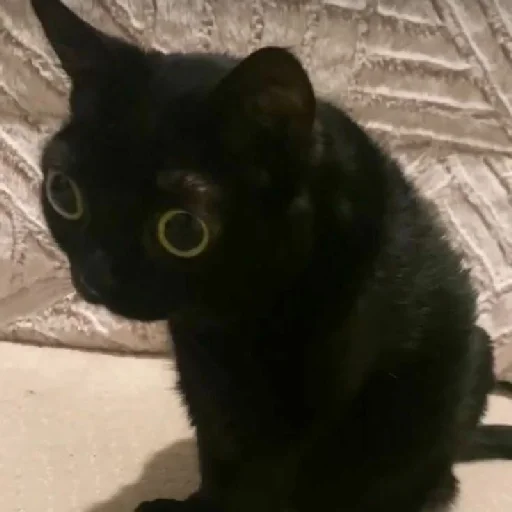 animal domestic cat mammal