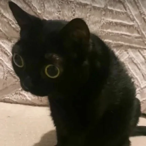 Piski - small to medium-sized cats