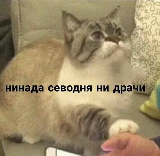 млекопитающее животное кошка