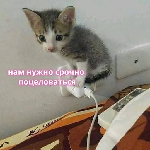 СМС комнатный кошки малого и среднего размера