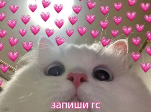 котики <3 by @neko_blyat :: @fStikBot - animal