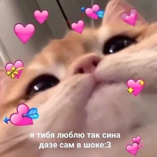 cat domestic cat mammal