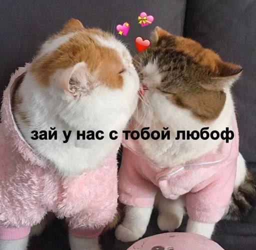 small to medium-sized cats felidae fur