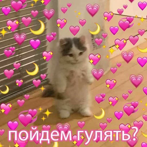 small to medium-sized cats animal cat