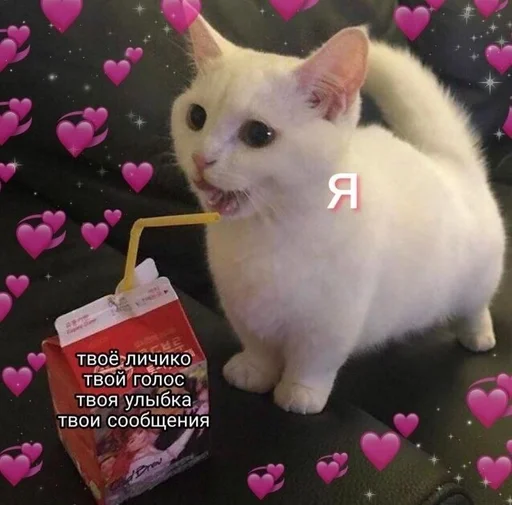 mammal animal small to medium-sized cats