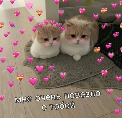 small to medium-sized cats cat domestic cat