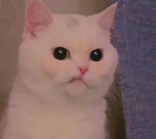 Пикчи "Нет слов, одни эмоции" @KALISANDROVNA (№1) - 