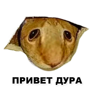 Sticker Пикчи для общения с девочками - 11