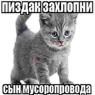 Sticker пылесборник (by @bleeegh) - 7