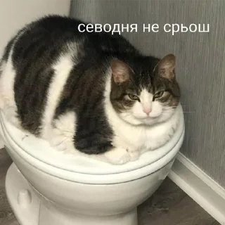 Sticker pilotrs01 - 3