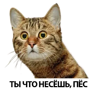 Sticker pilotrs01 - 4