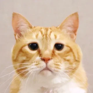 Sticker pilotrs01 - 7