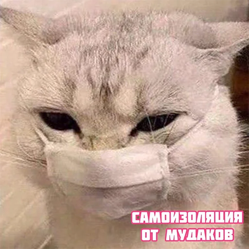 text mammal small to medium-sized cats