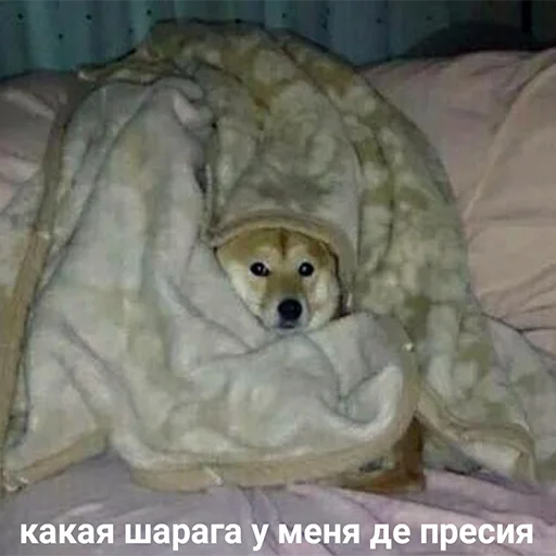 indoor dog dog breed