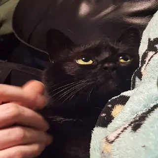 Стикер pinkycats - 10