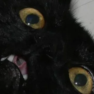 Стикер pinkycats - 3