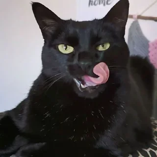 Стикер pinkycats - 1