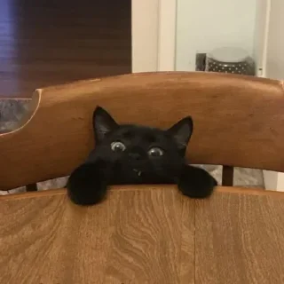 Стикер pinkycats - 9