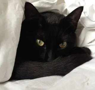 Стикер pinkycats - 5