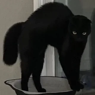 Стикер pinkycats - 7