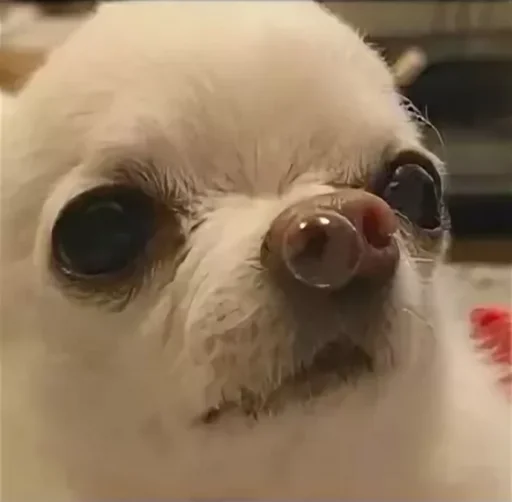 млекопитающее собака домашнее животное