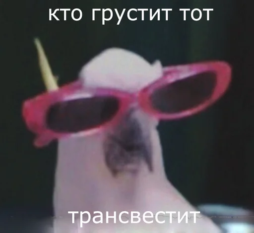 accessory goggles eyewear