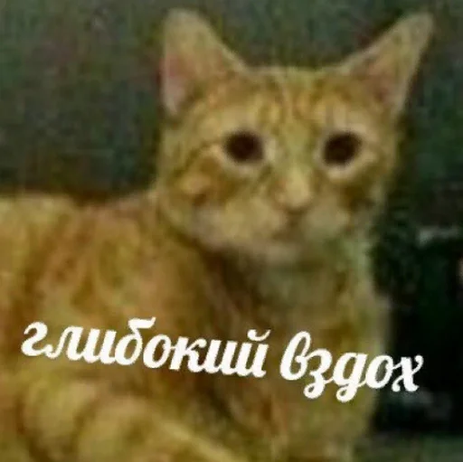 животное млекопитающее кошка