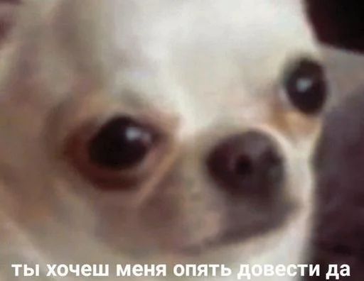 животное млекопитающее домашнее животное