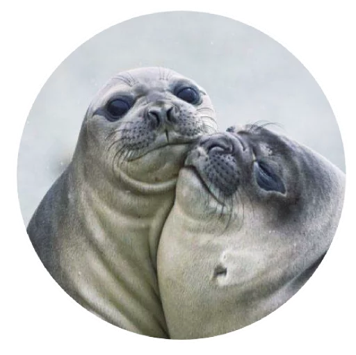 Sticker pinnipedia - 1