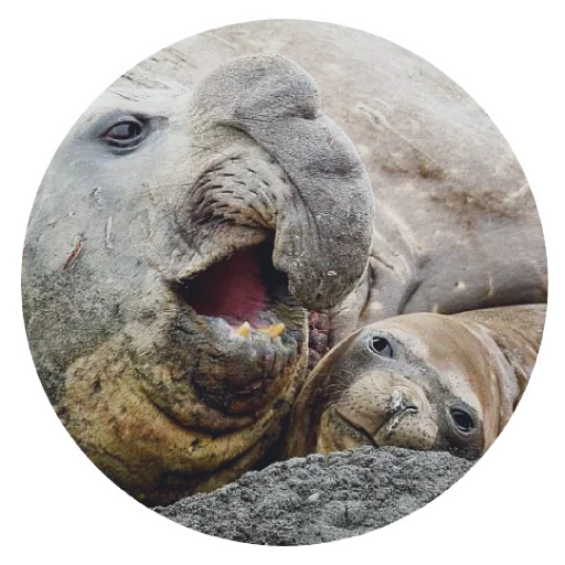 Стикер pinnipedia - 1