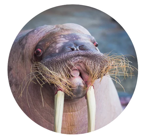 Ластоногие - 