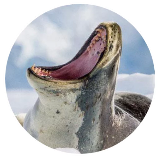 Sticker pinnipedia - 1