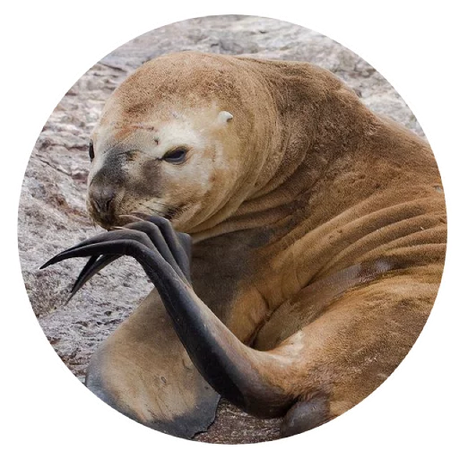 Стикер pinnipedia - 1