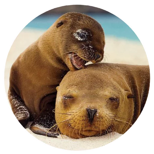 Стикер pinnipedia - 1