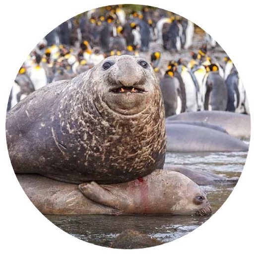 Sticker pinnipedia - 1