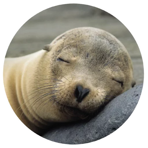 Стикер pinnipedia - 1