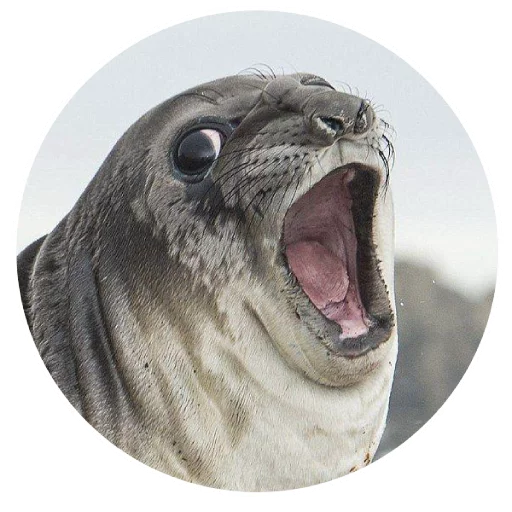 Стикер pinnipedia - 1