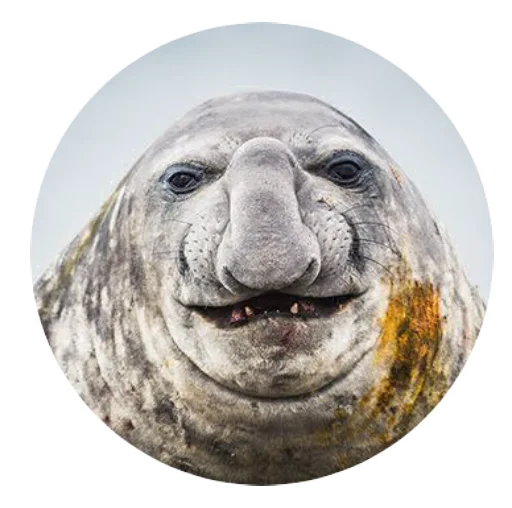 Стикер pinnipedia - 1