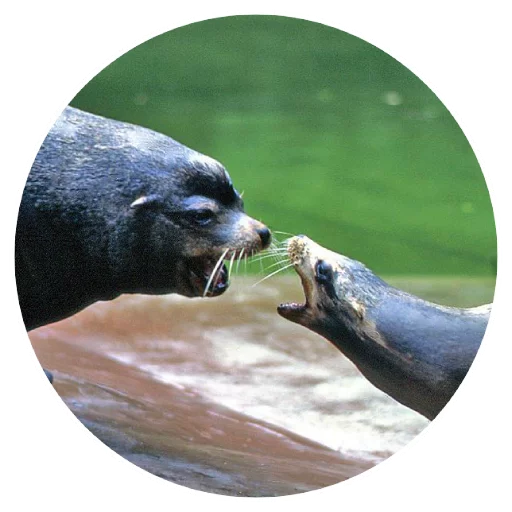 Sticker pinnipedia - 1