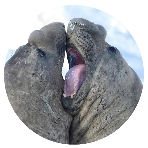 Sticker pinnipedia - 1