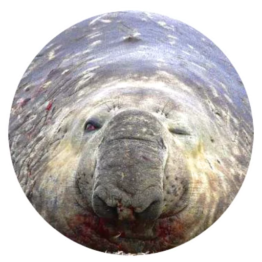 Sticker pinnipedia - 1