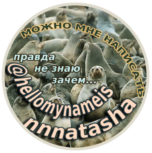 Sticker pinnipedia - 1