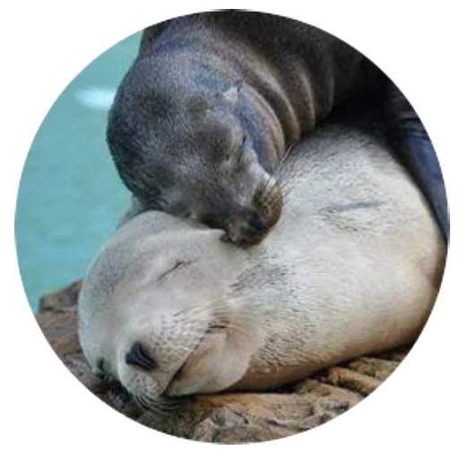 Sticker pinnipedia - 1