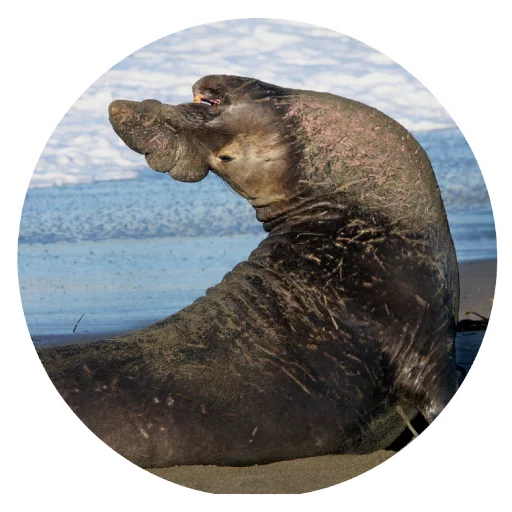 Sticker pinnipedia - 1