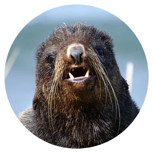 Sticker pinnipedia - 1