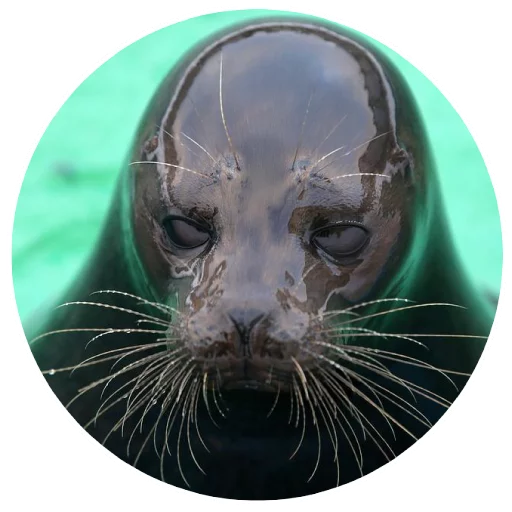 Sticker pinnipedia - 1