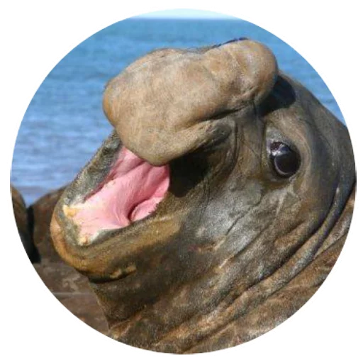 Sticker pinnipedia - 1