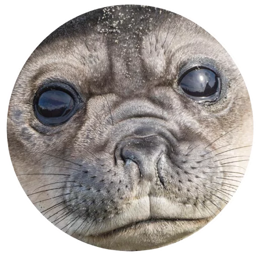 Sticker pinnipedia - 1