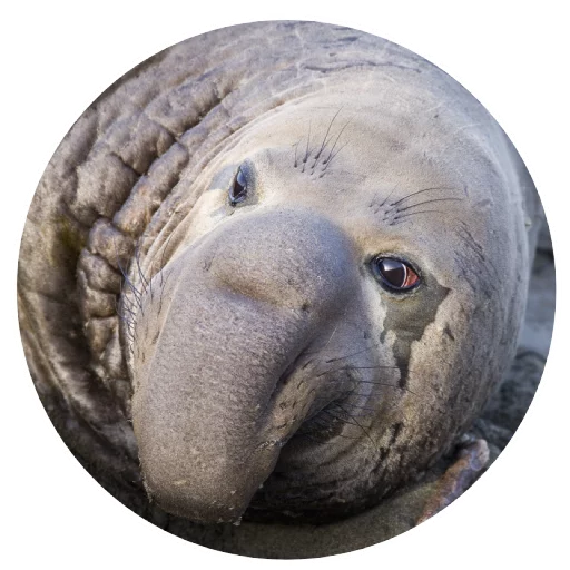 Sticker pinnipedia - 1